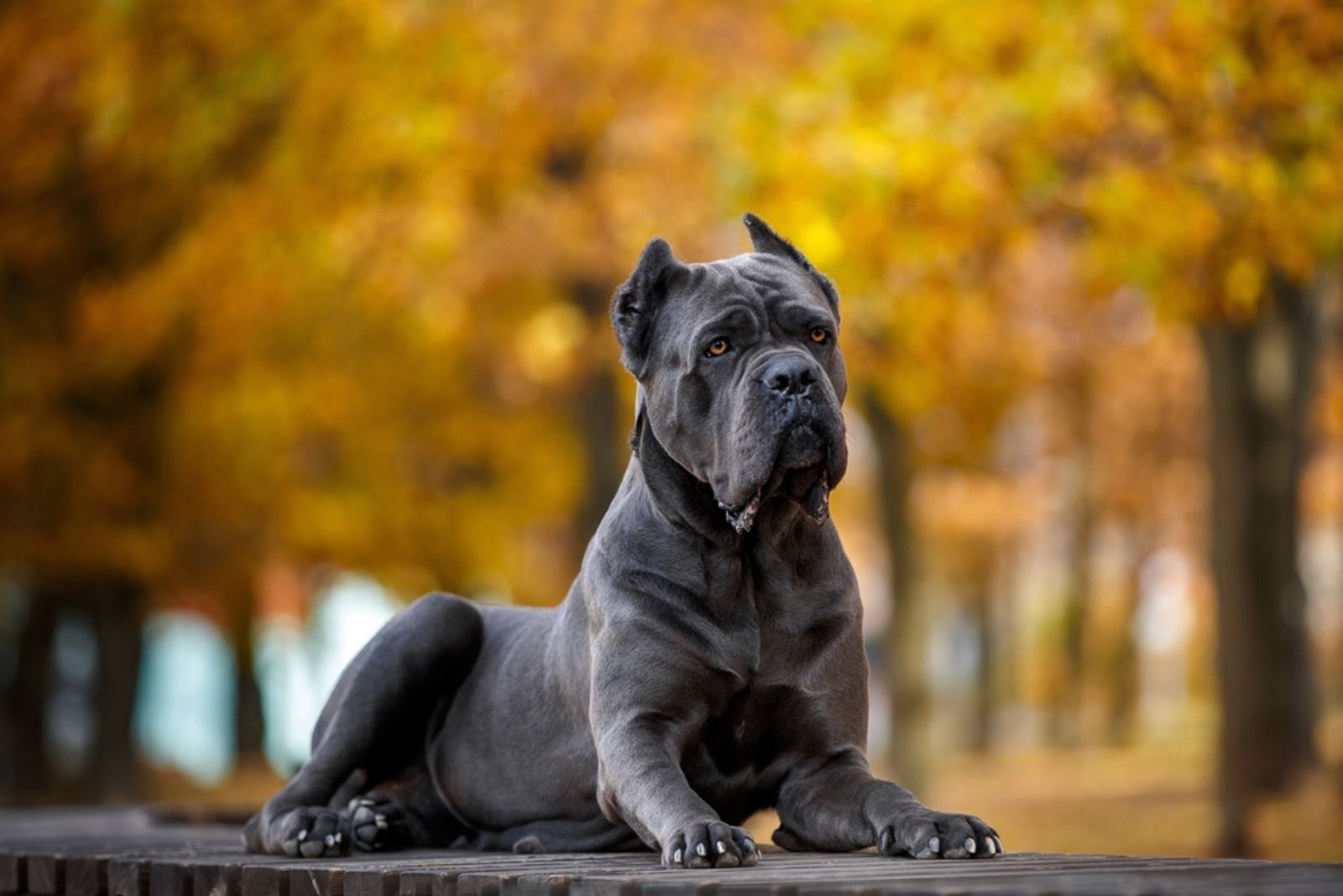 Cane Corso