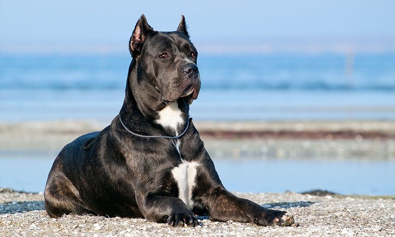 Cane Corso