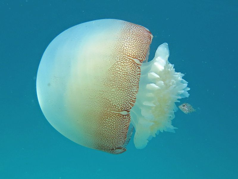 Cannonball Jellyfish