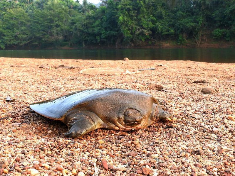 Cantor's Giant Softshell Turtle