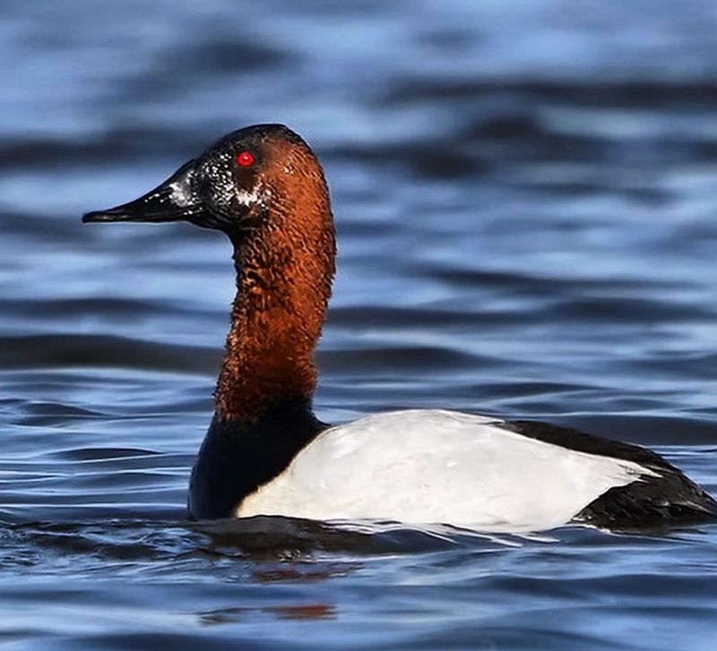 Canvasback Duck