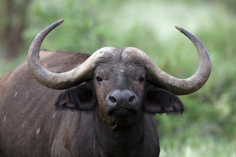 Cape Buffalo