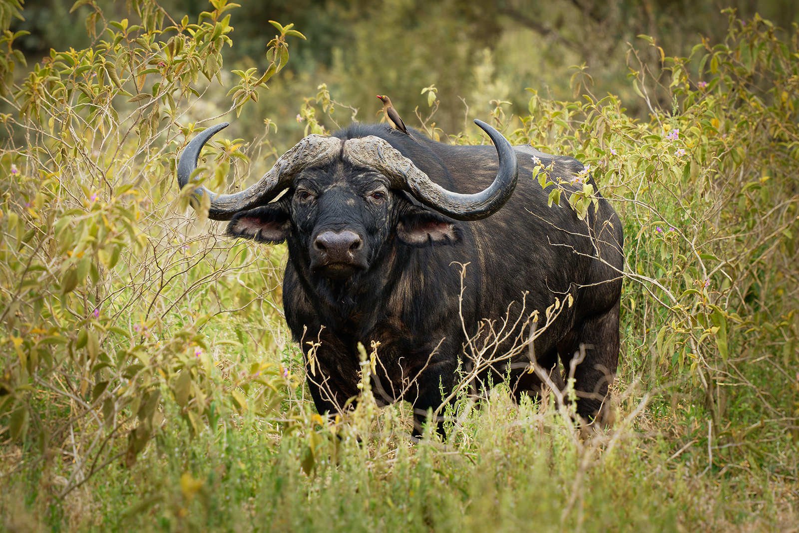 Cape buffalo