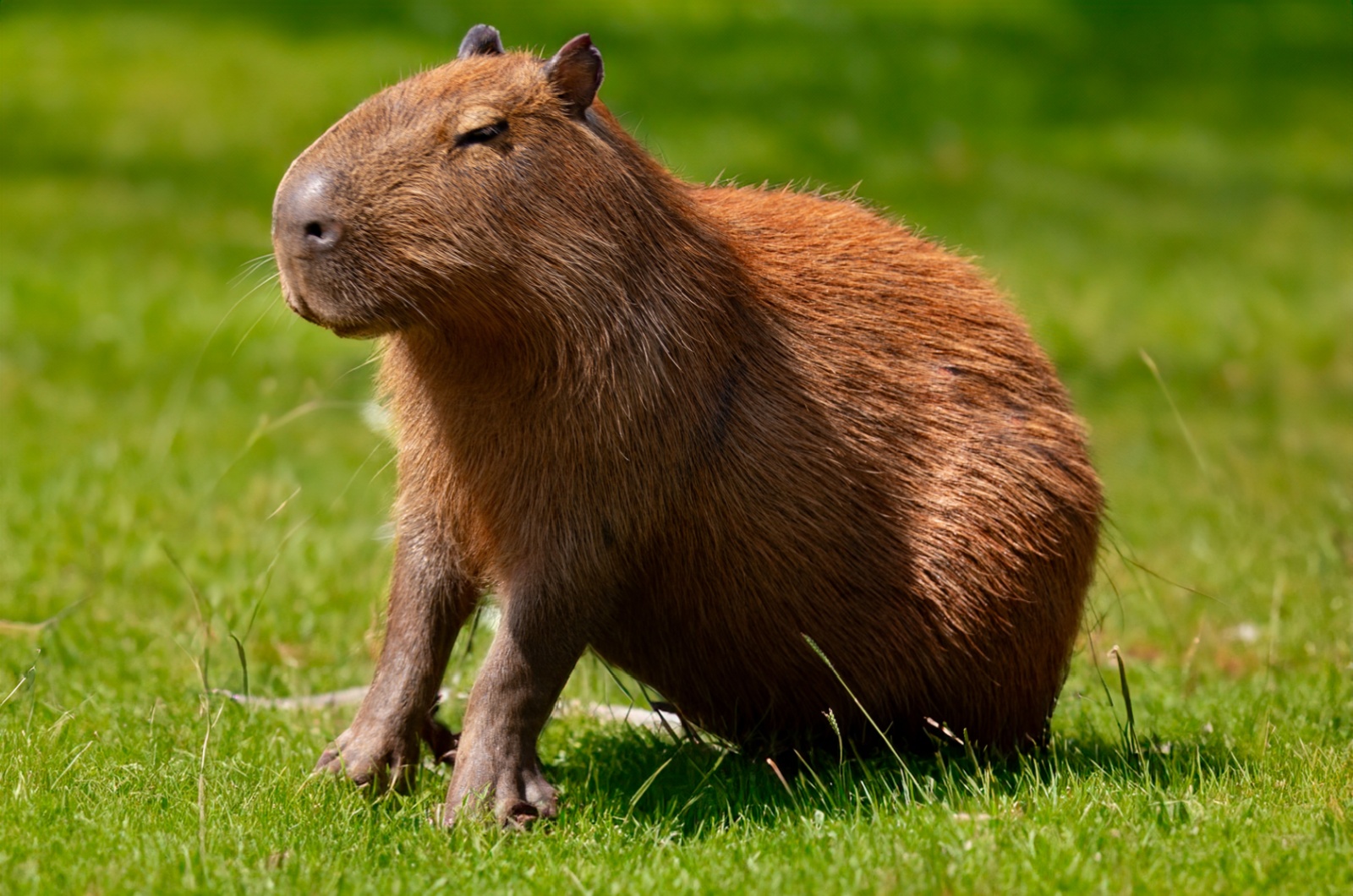 Capybara