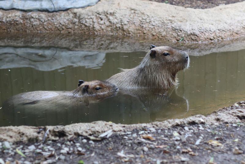 Capybaras