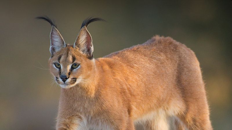 Caracal