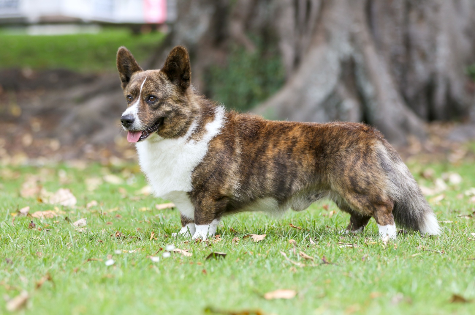 Cardigan Welsh Corgi