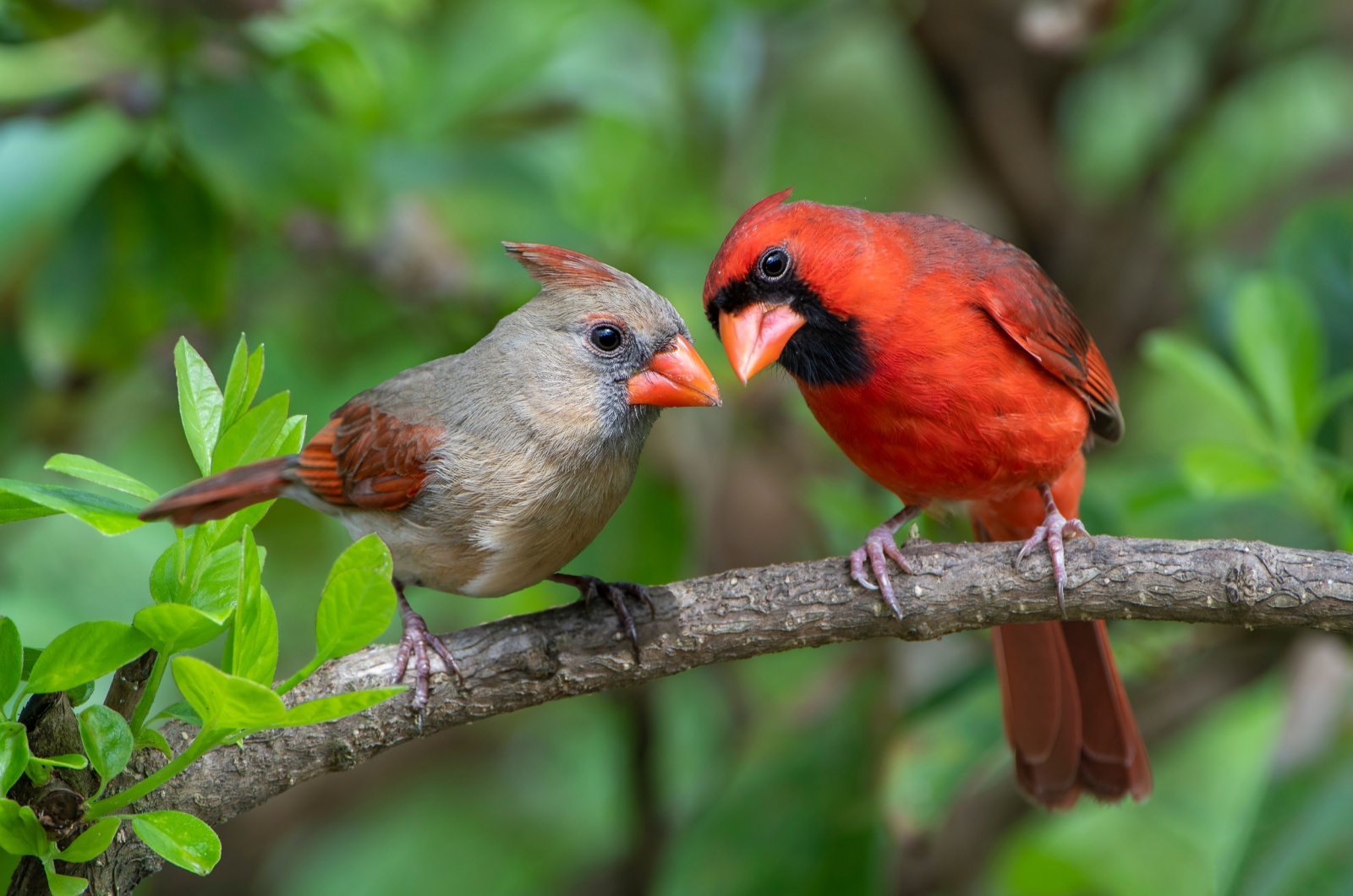 Cardinal