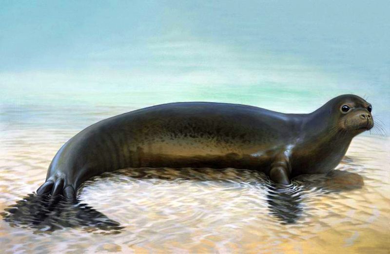 Caribbean Monk Seal