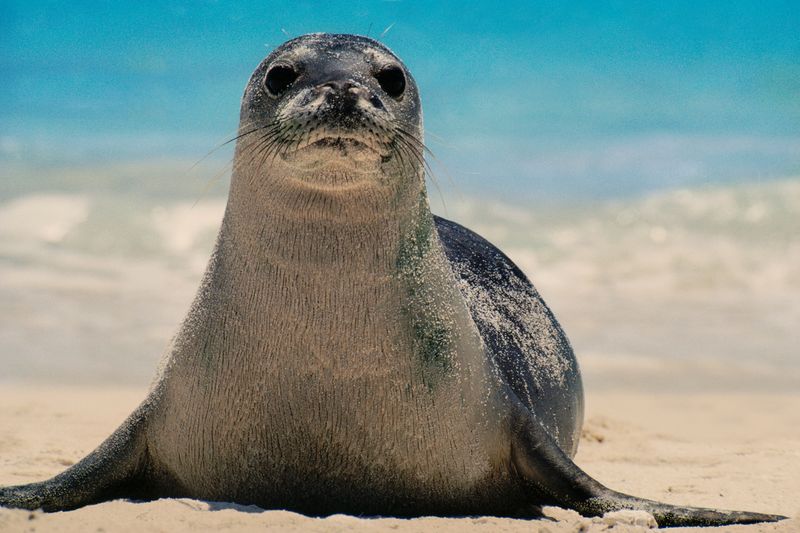 Caribbean Monk Seal