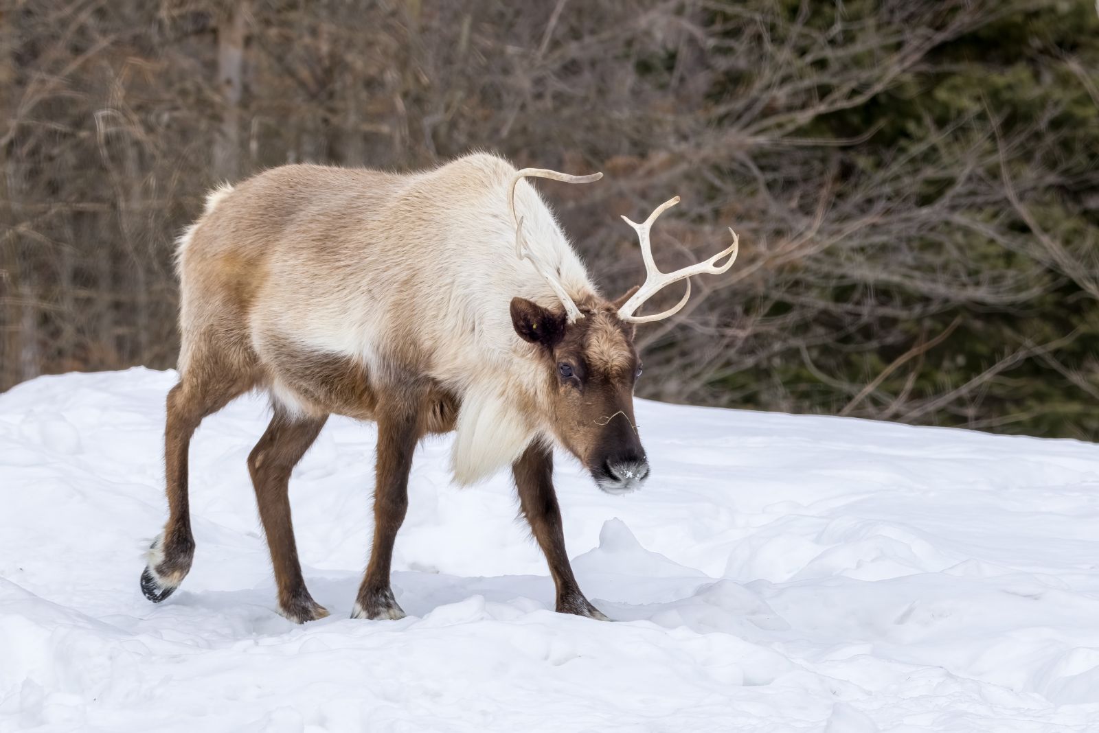 Caribou