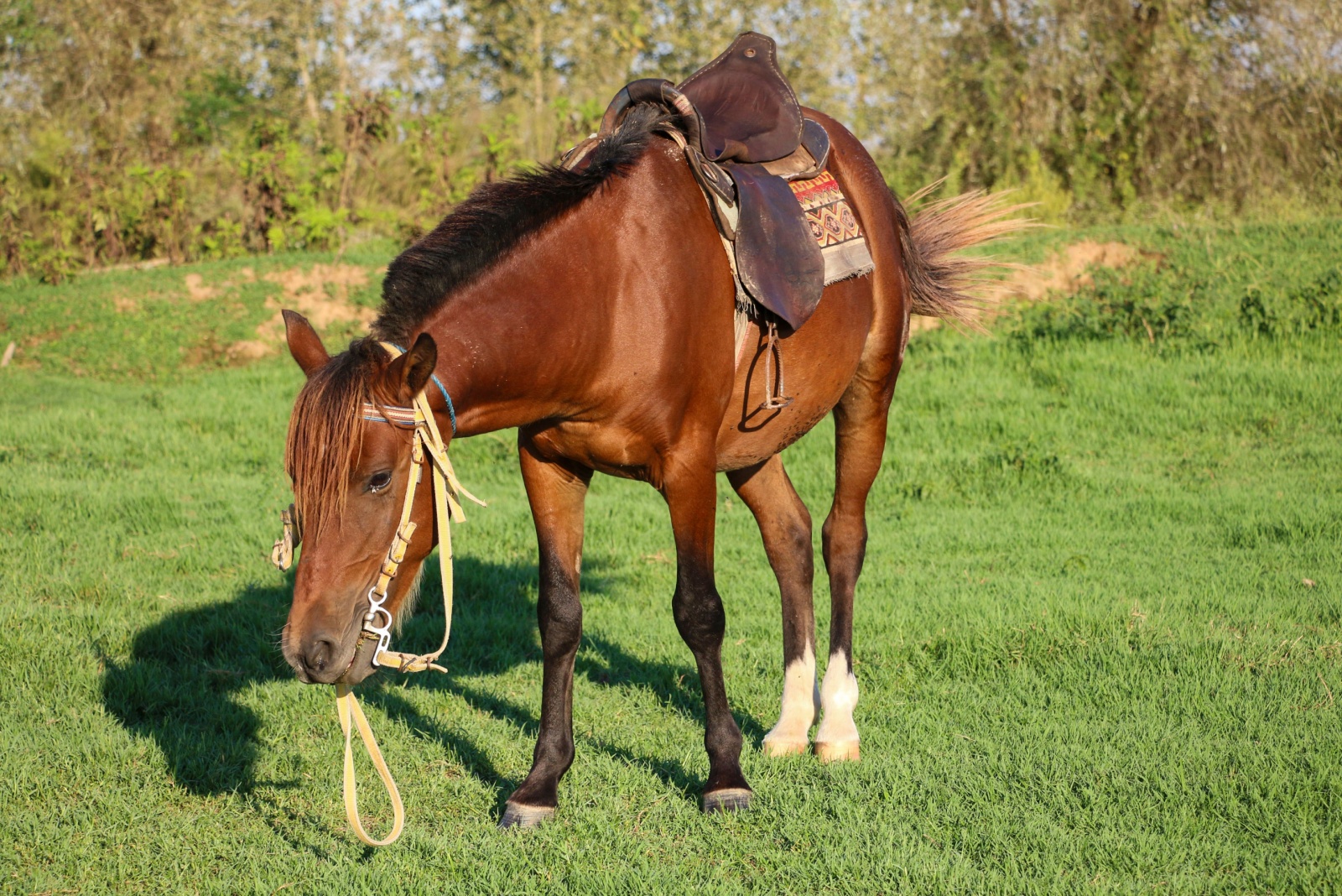 Caspian Horse