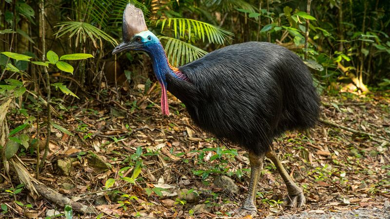 Cassowaries