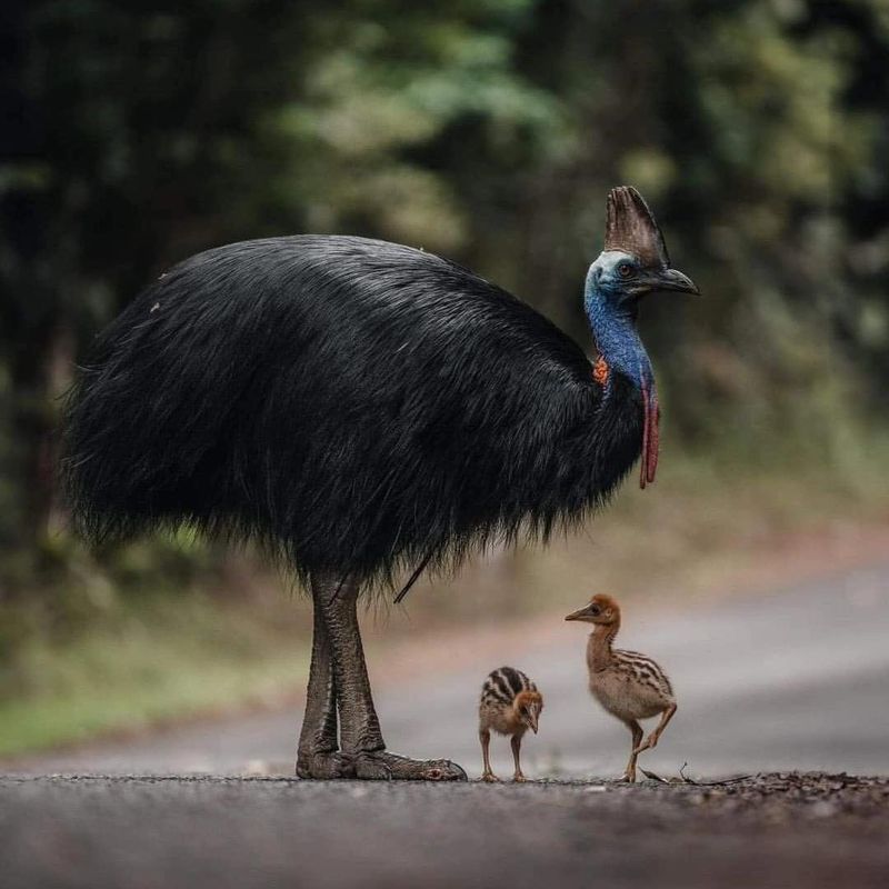 Cassowary