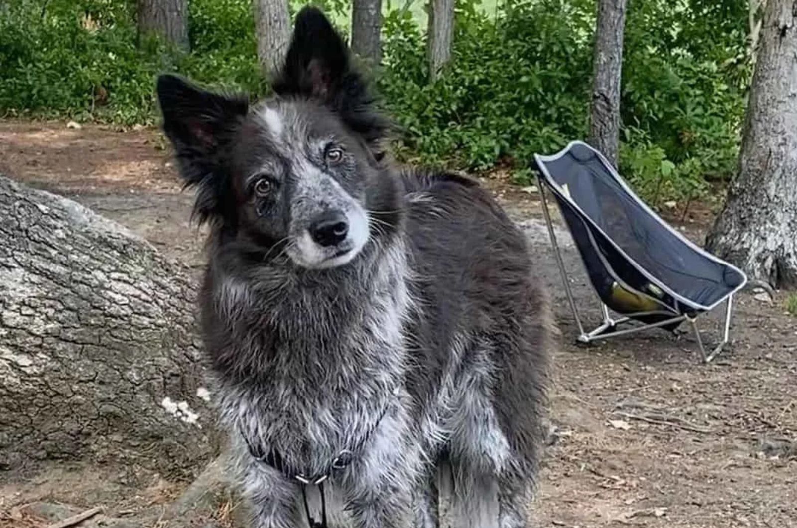 Cattle Collie