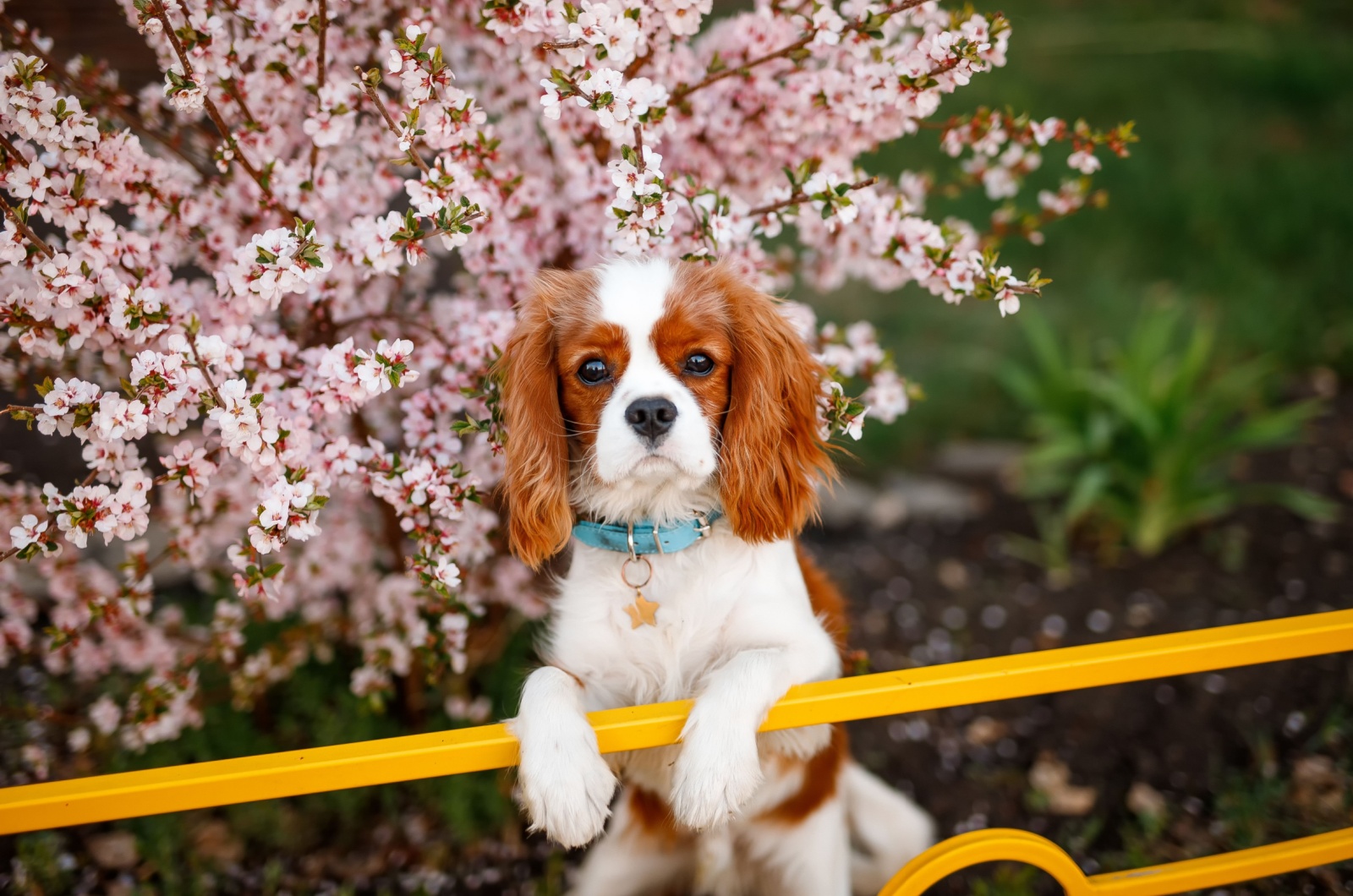 Cavalier King Charles Spaniel