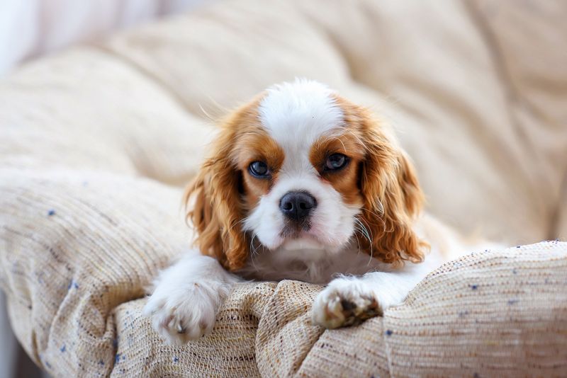 Cavalier King Charles Spaniel