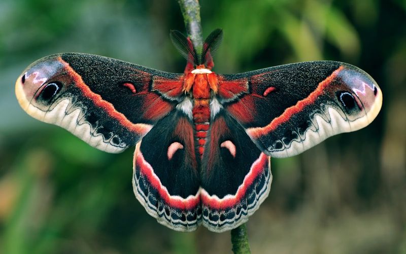 Cecropia Moth