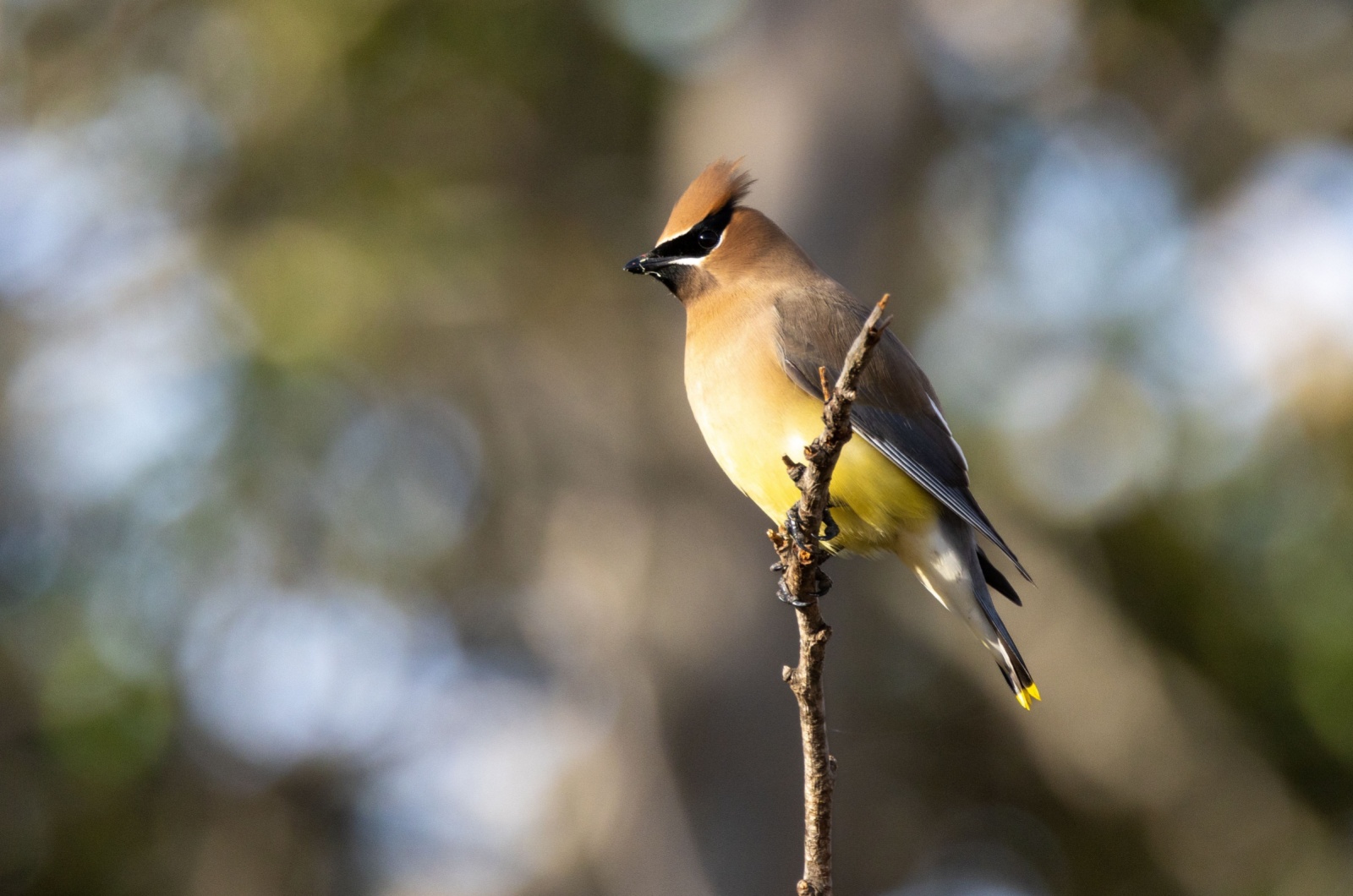 Cedar Waxwing