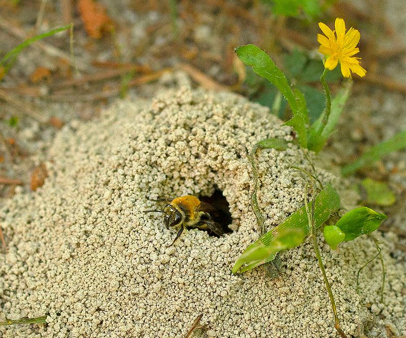 Cellophane Bees