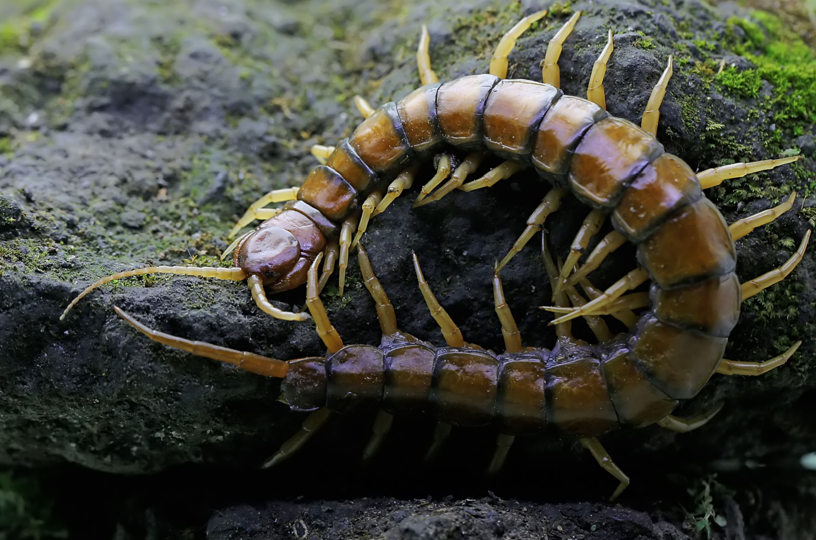 Centipedes