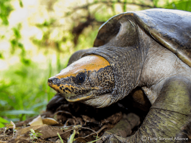 Central American River Turtle