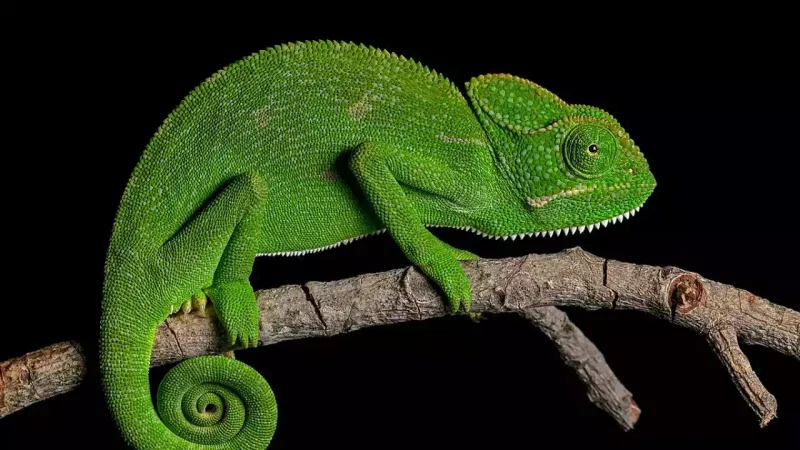 Chameleon