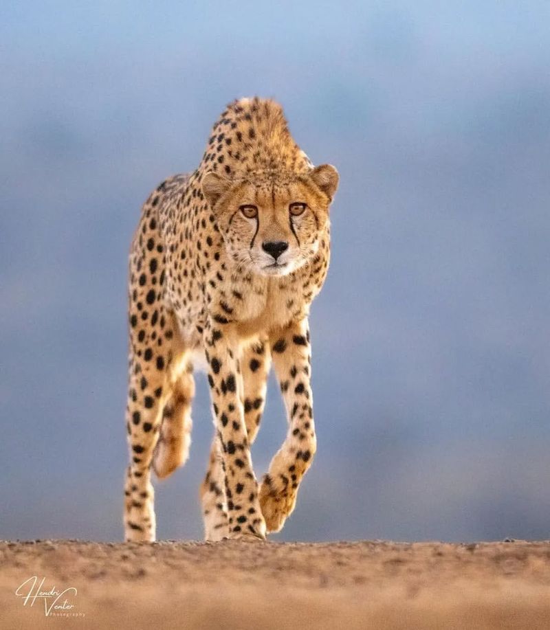 Cheetah