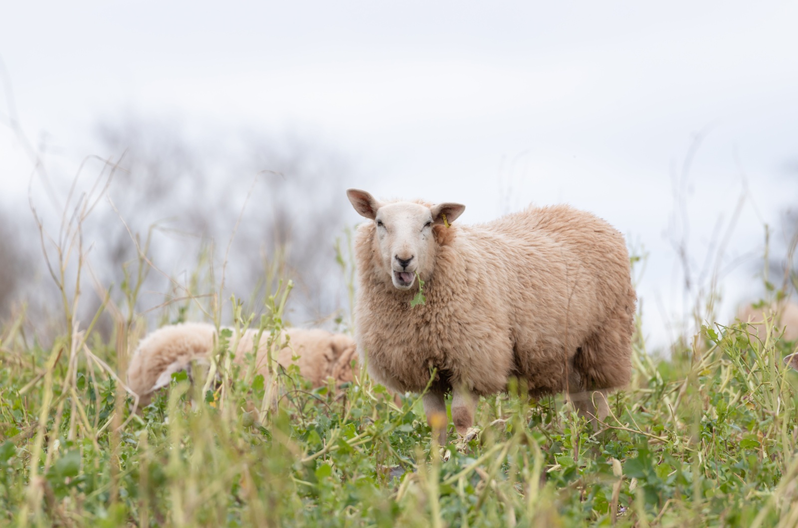 Cheviot Sheep