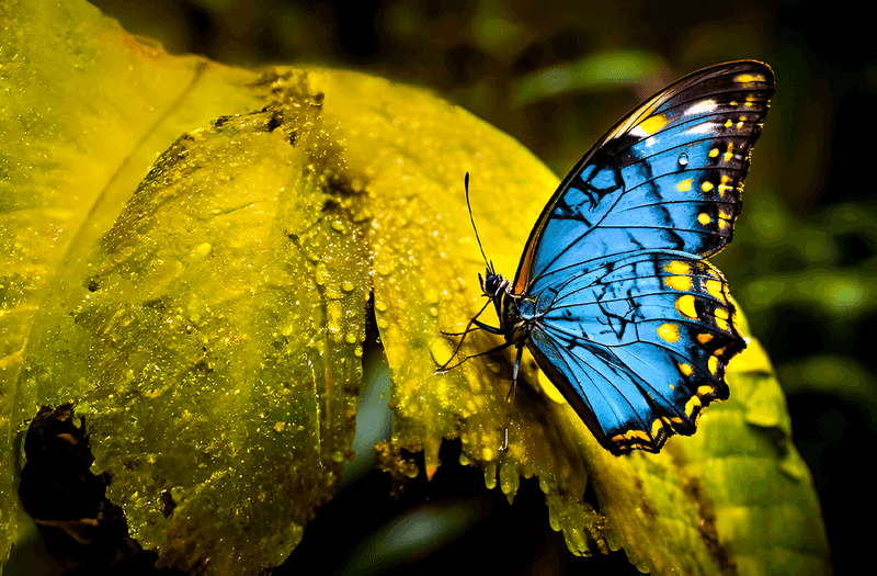 Chilean Blue