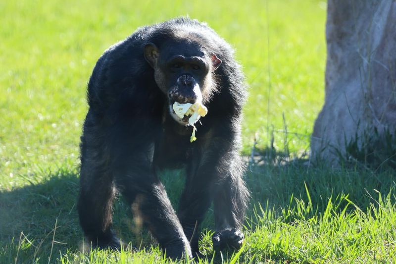 Chimpanzee