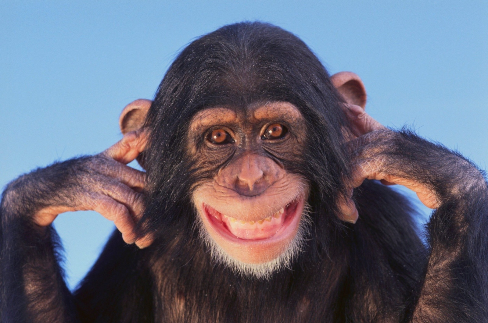 Chimpanzee