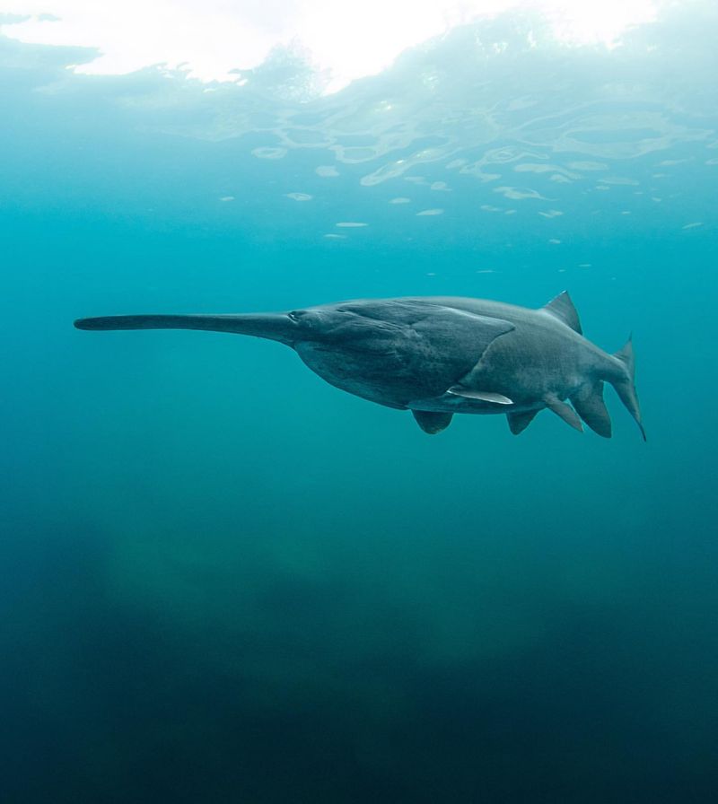 Chinese Paddlefish