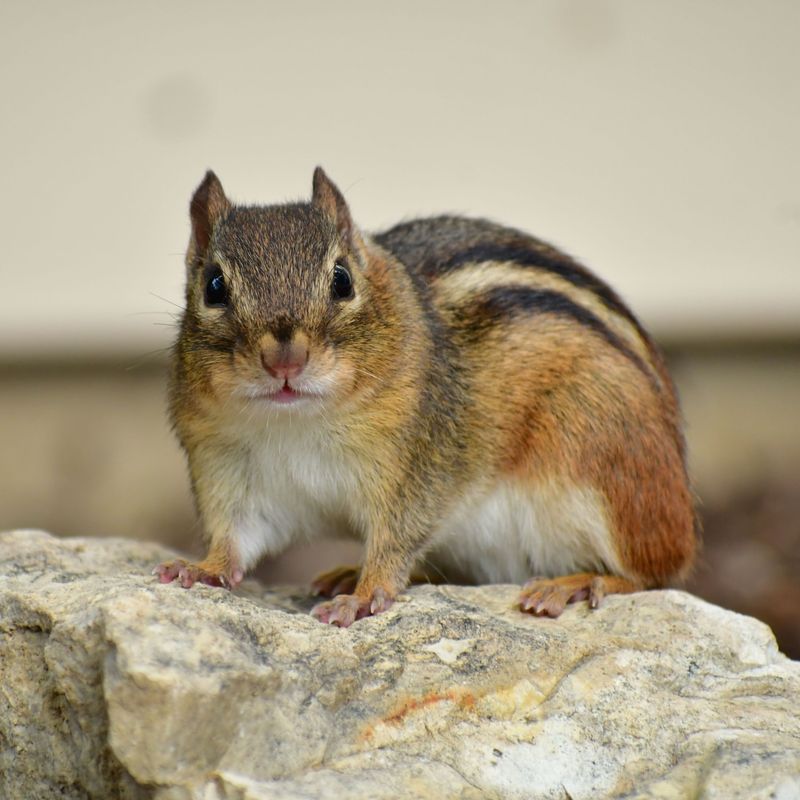 Chipmunk