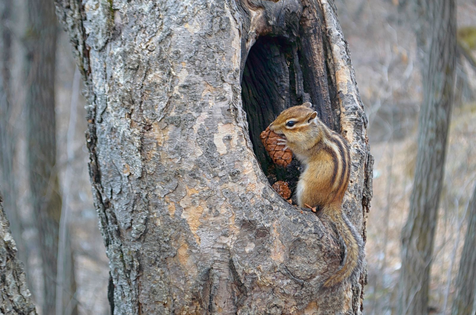 Chipmunk