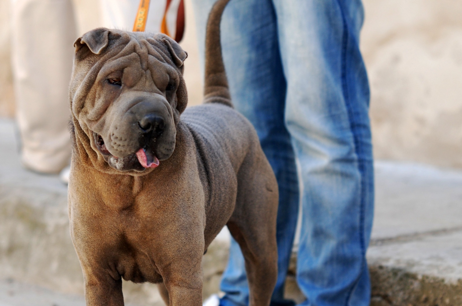 Chocolate Dilute Shar-Pei