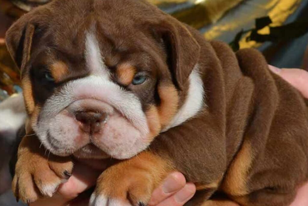 Chocolate English Bulldog