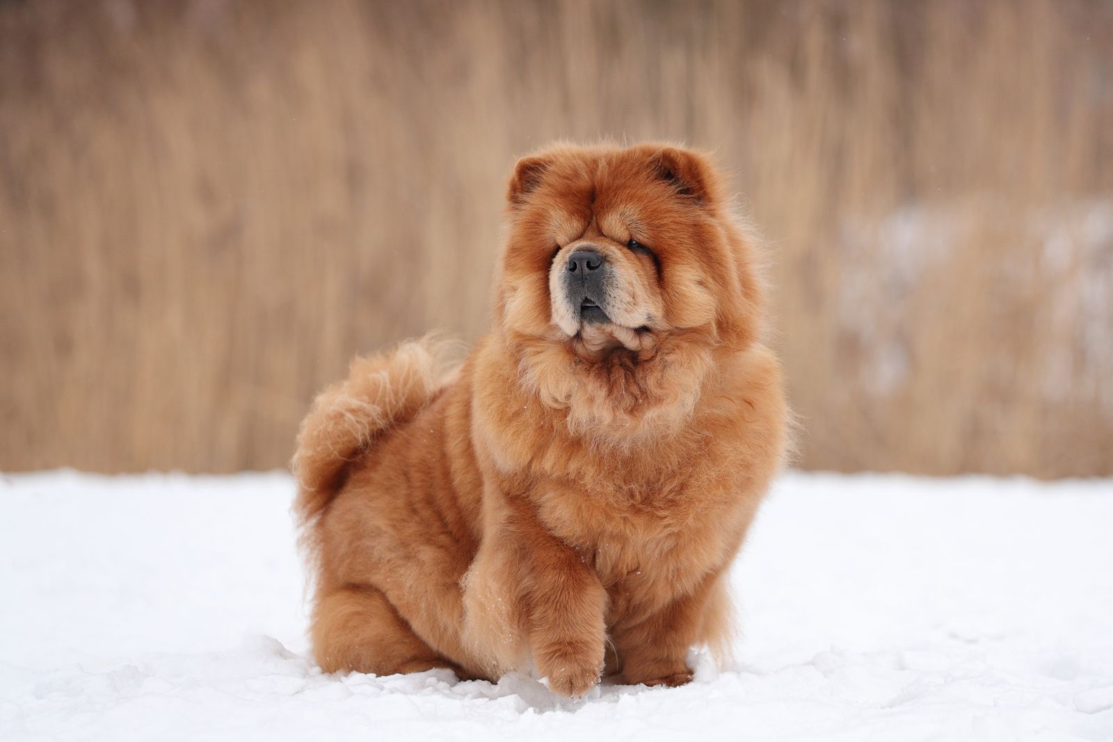 Chow Chow