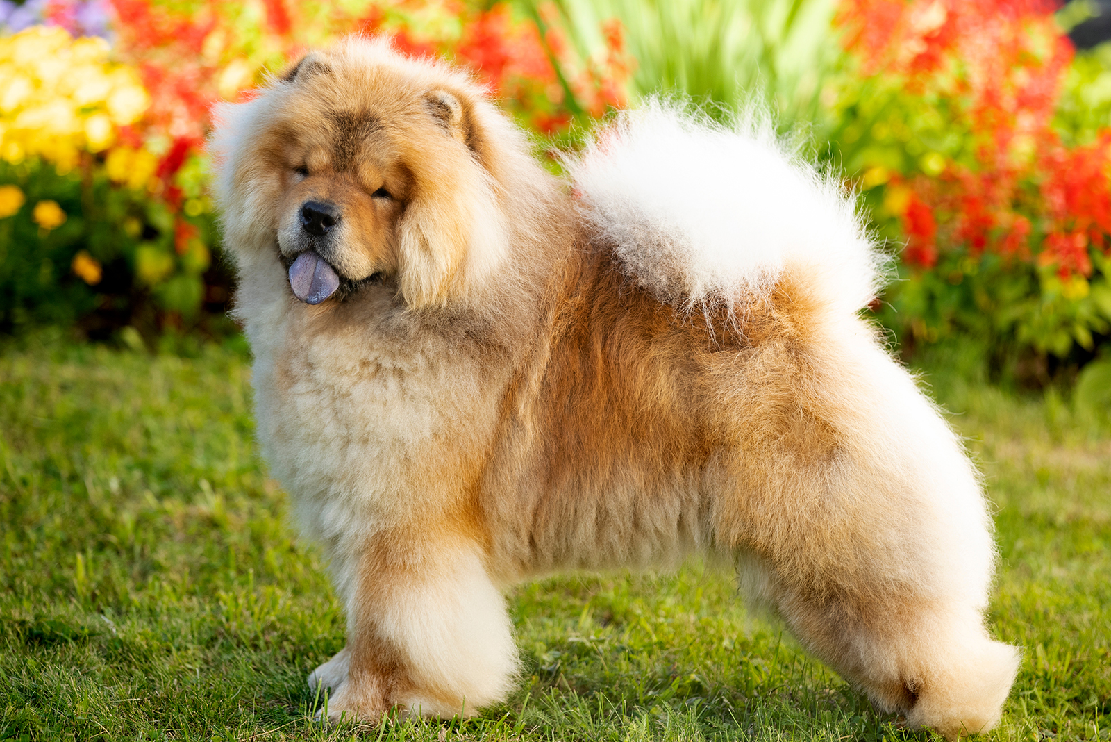 chow chow outdoor