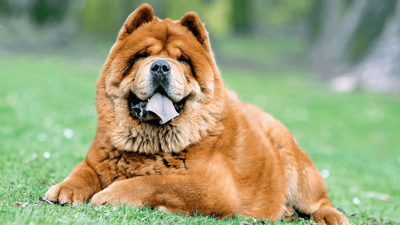 Chow Chow