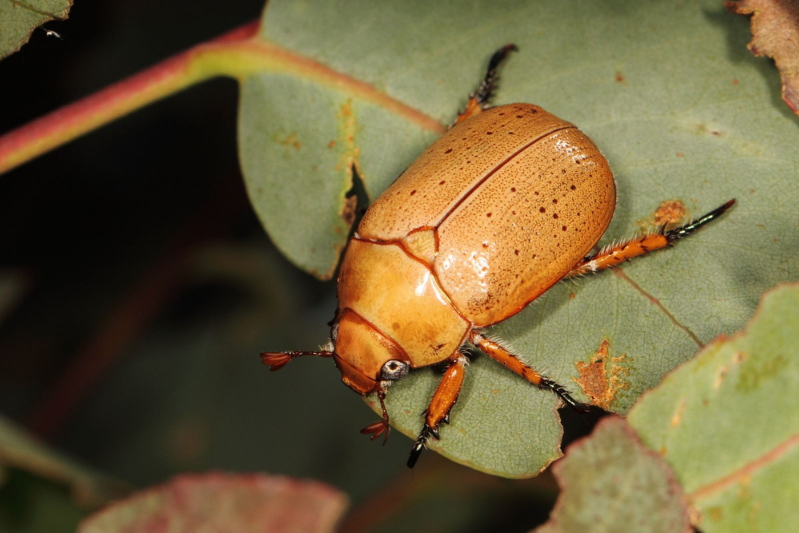 Christmas Beetle