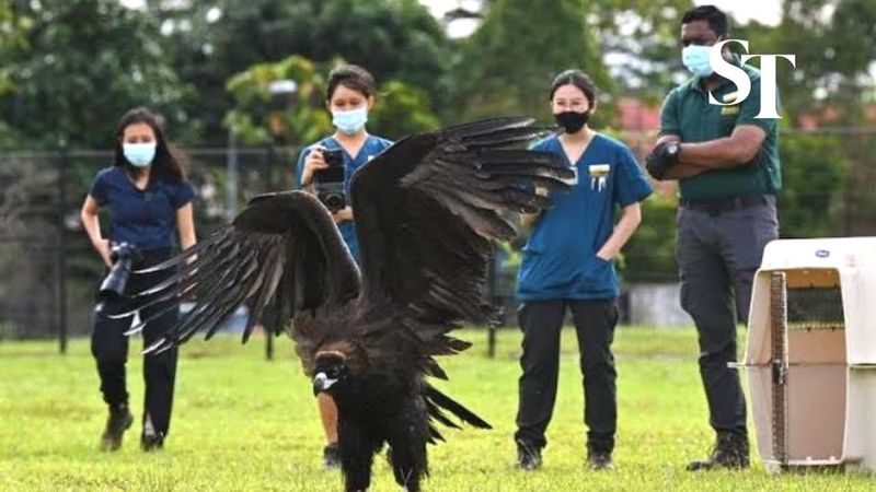 Cinereous Vulture