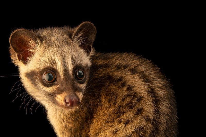 Civets