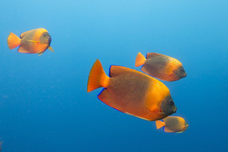 Clarion Angelfish