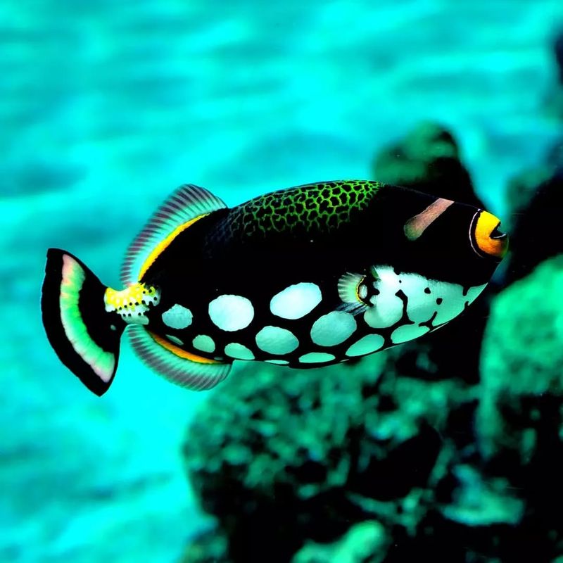 Clown Triggerfish