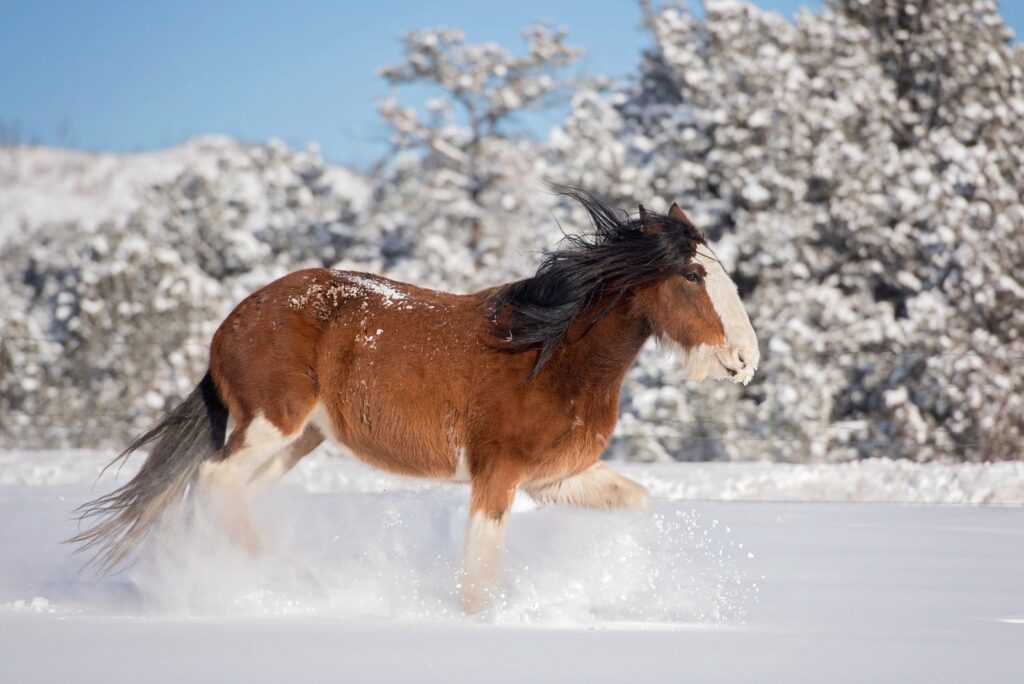 Clydesdale