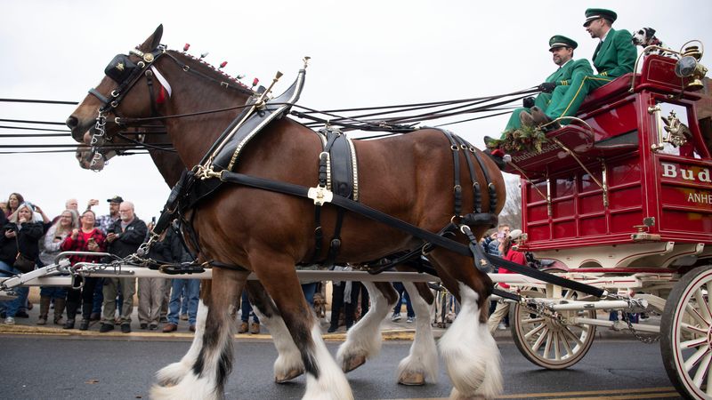 Clydesdale