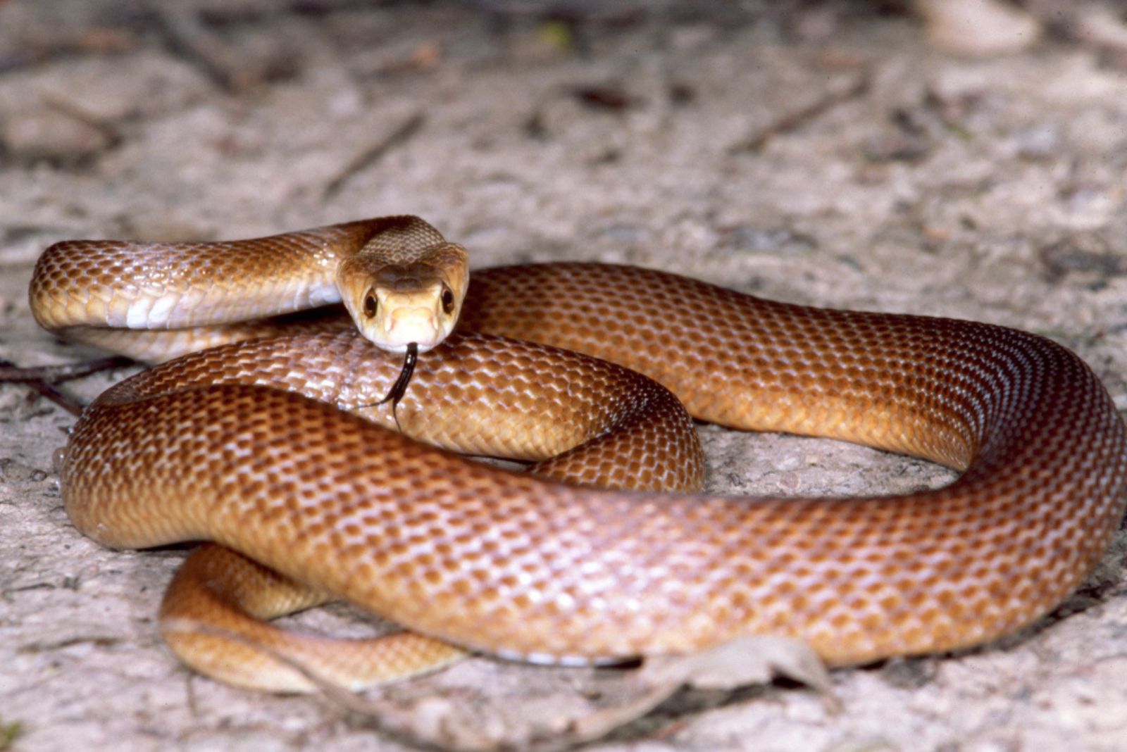 Coastal Taipan snake