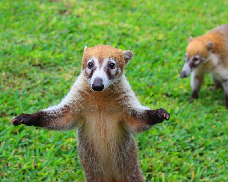 Coatis