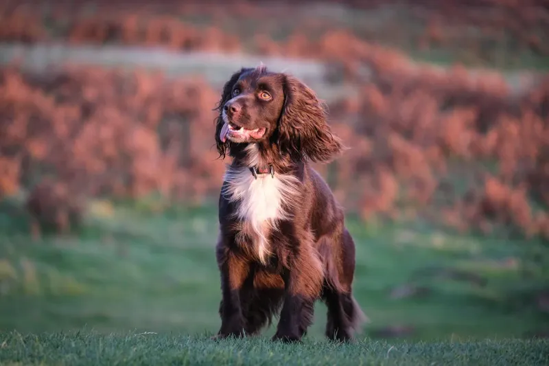 Cocker Spaniel